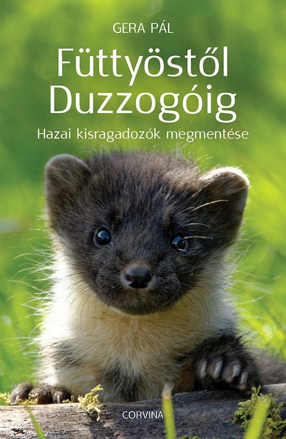 Füttyöstől duzzogóig - hazai kisragadozók megmentése