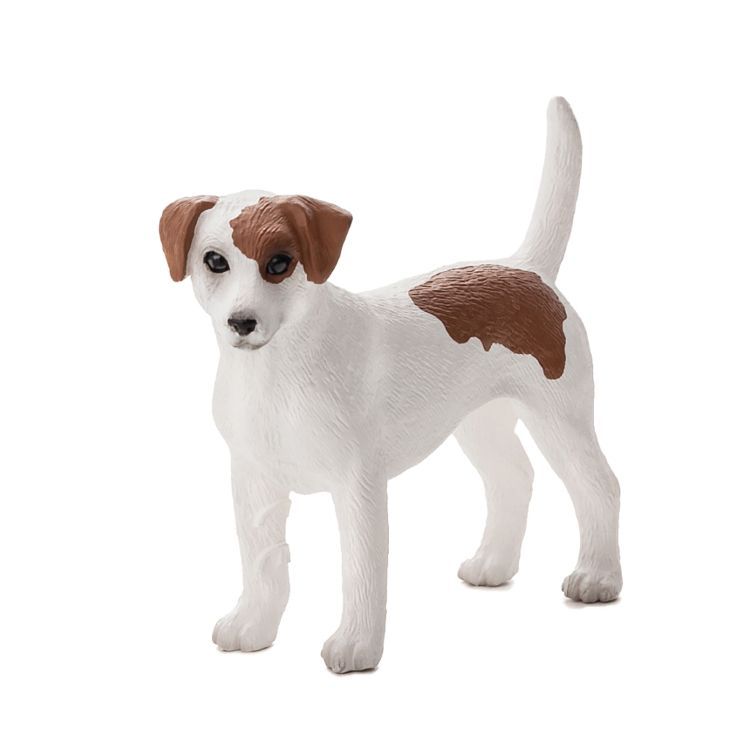 Mojo jack russell terrier m