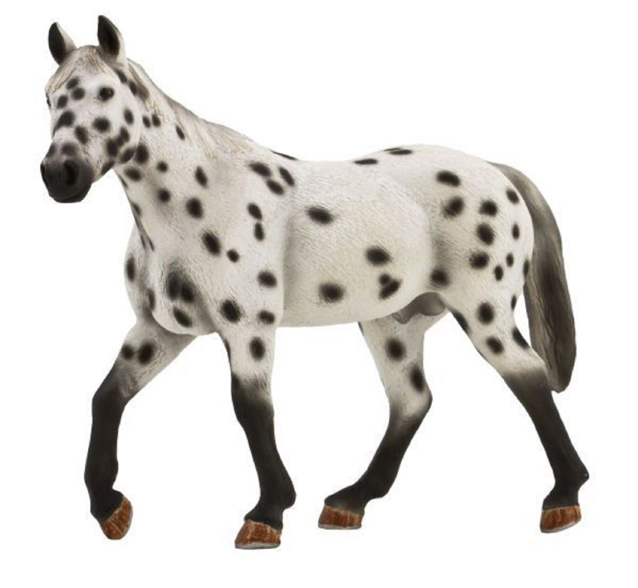 Appaloosa csődör xl